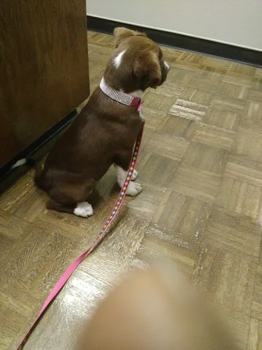 Massard Creek Animal Hospital Picture 4