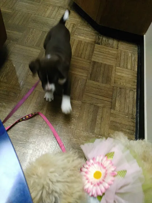 Massard Creek Animal Hospital Picture 9