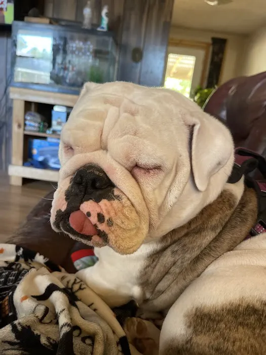 Voss Veterinary Clinic Picture 7