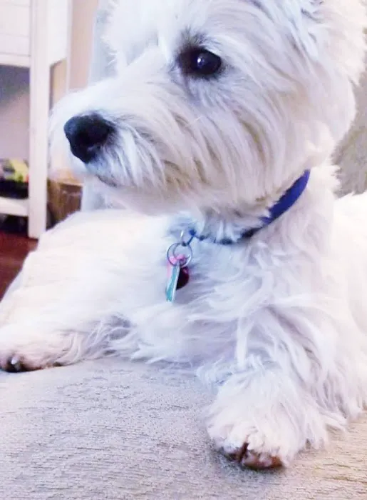 Voss Veterinary Clinic Picture 8