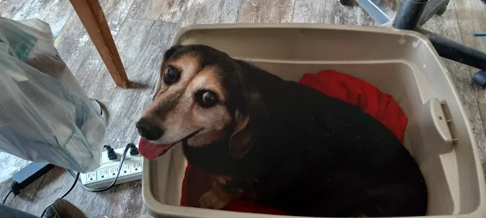 Voss Veterinary Clinic Picture 6