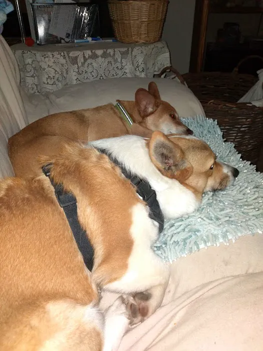 Glover B K DVM Picture 3