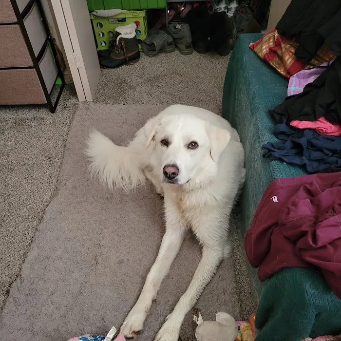 Glover Veterinarian Services Picture 1