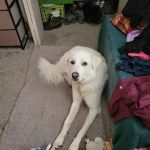 Glover Veterinarian Services