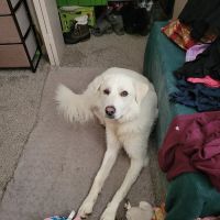 Glover Veterinarian Services ico