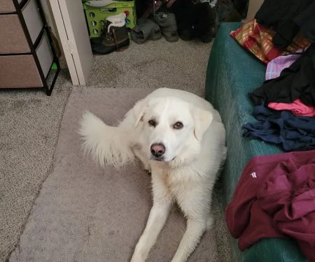 Glover Veterinarian Services