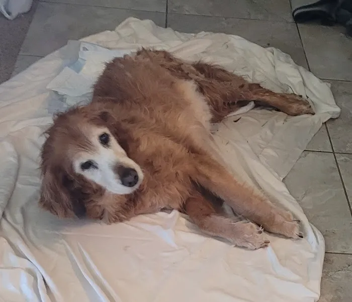 Glover Veterinarian Services Picture 5