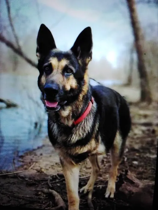 Glover Veterinarian Services Picture 7