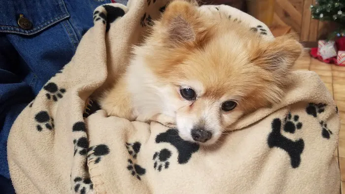 Glover Veterinarian Services Picture 6