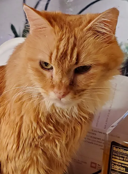 Feline Specialties Veterinary: O'Cain Jennifer DVM Picture 1