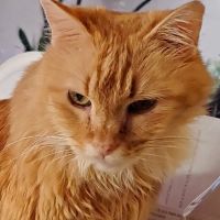 Feline Specialties Veterinary: O'Cain Jennifer DVM ico