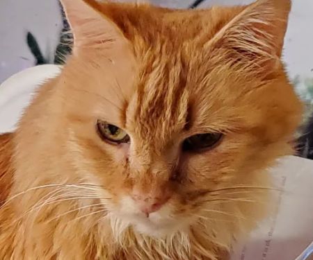 Feline Specialties Veterinary: O'Cain Jennifer DVM