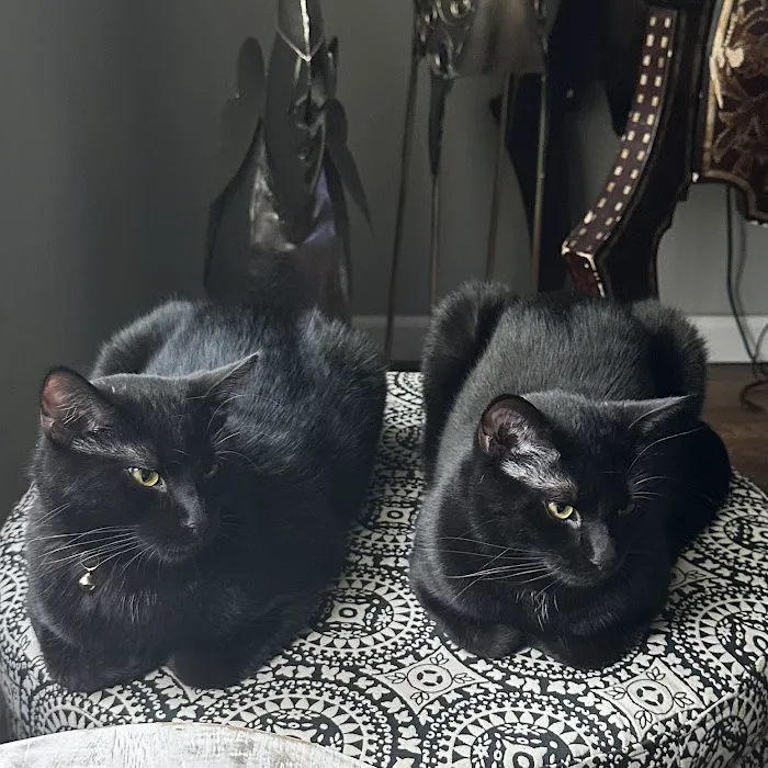 Feline Specialties Picture 1