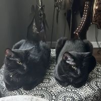 Feline Specialties ico