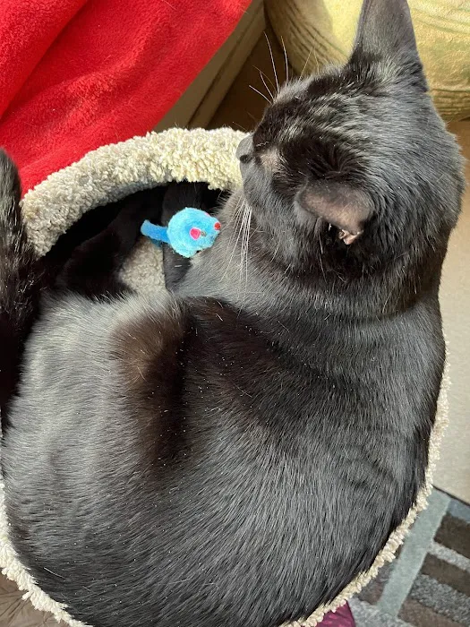 Feline Specialties Picture 2