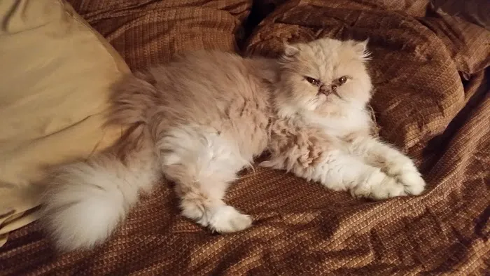 Feline Specialties Picture 3