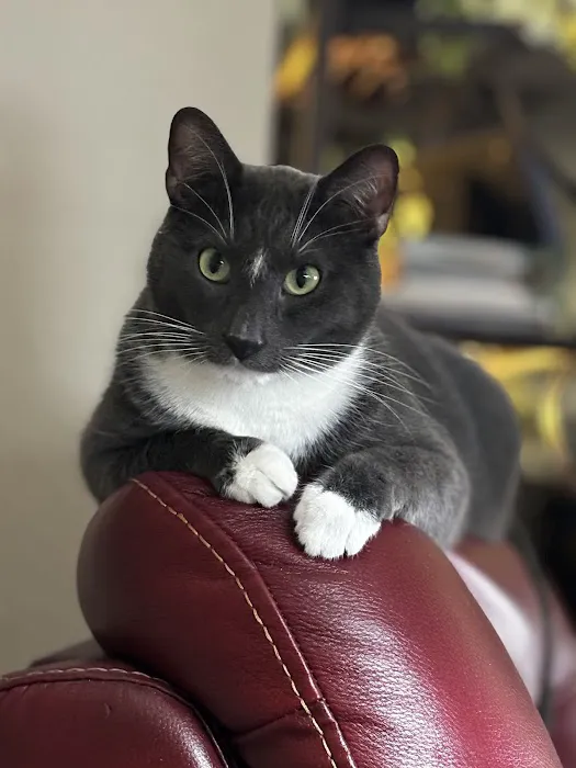 Feline Specialties Picture 5