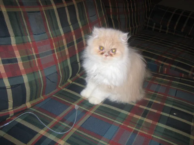 Feline Specialties Picture 4