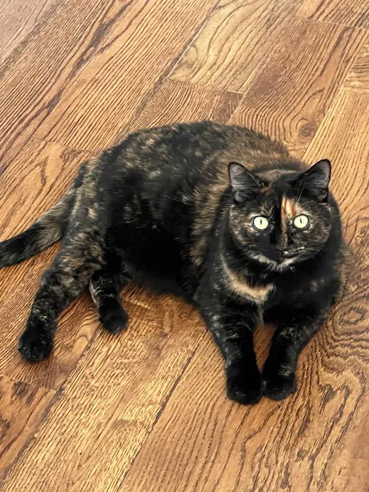 Feline Specialties Picture 9