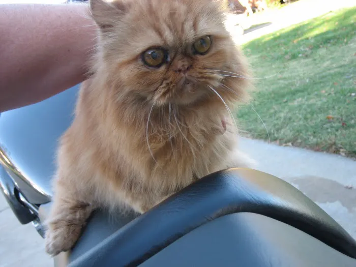 Feline Specialties Picture 7