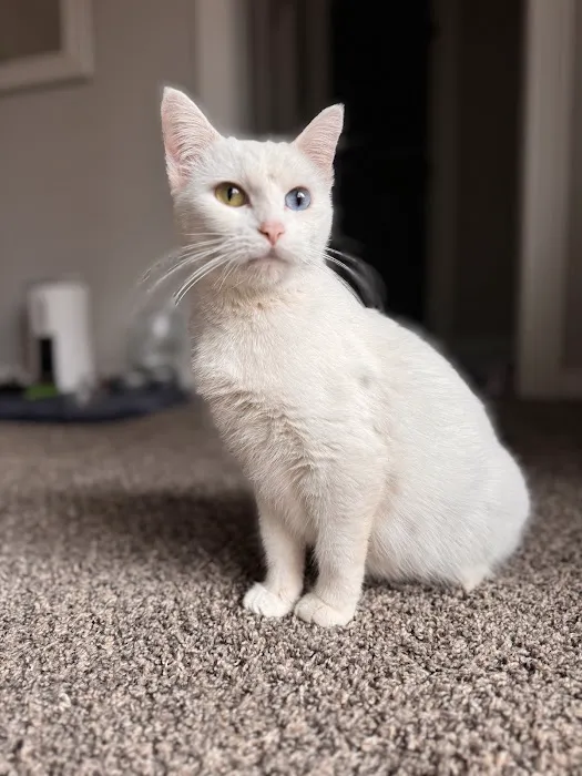 Feline Specialties Picture 6