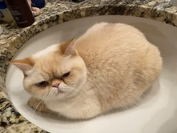 Feline Specialties Picture 10