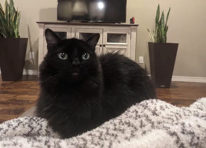 Good Shepherd Veterinary Hospital - Jenks Picture 3