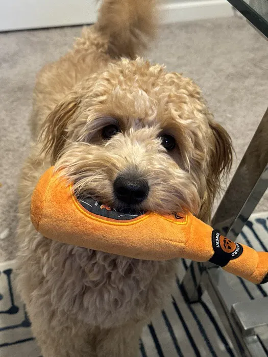 Good Shepherd Veterinary Hospital - Jenks Picture 1