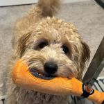 Good Shepherd Veterinary Hospital - Jenks