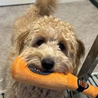 Good Shepherd Veterinary Hospital - Jenks ico