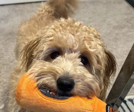 Good Shepherd Veterinary Hospital - Jenks