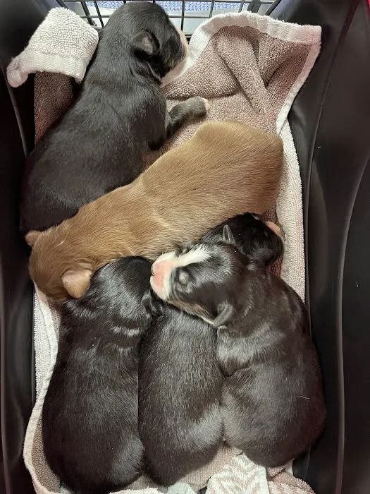 Good Shepherd Veterinary Hospital - Jenks Picture 4