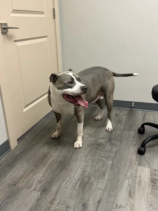 Good Shepherd Veterinary Hospital - Jenks Picture 7