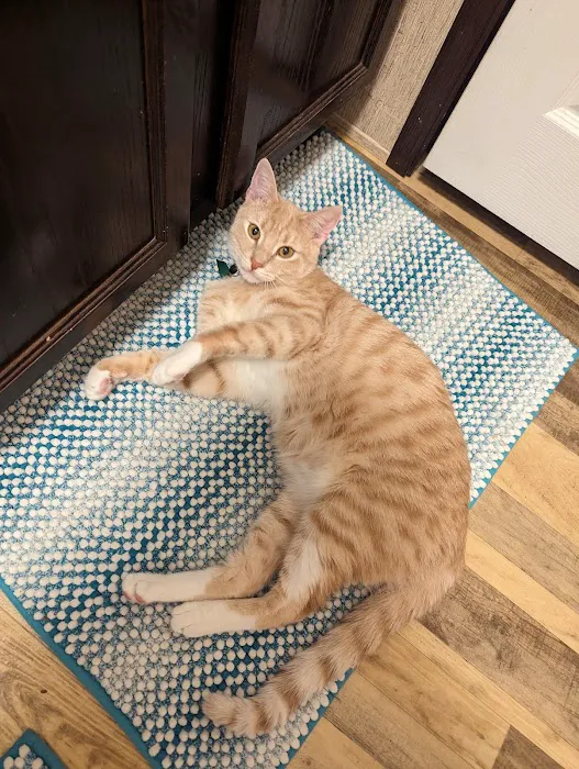 Good Shepherd Veterinary Hospital - Jenks Picture 5