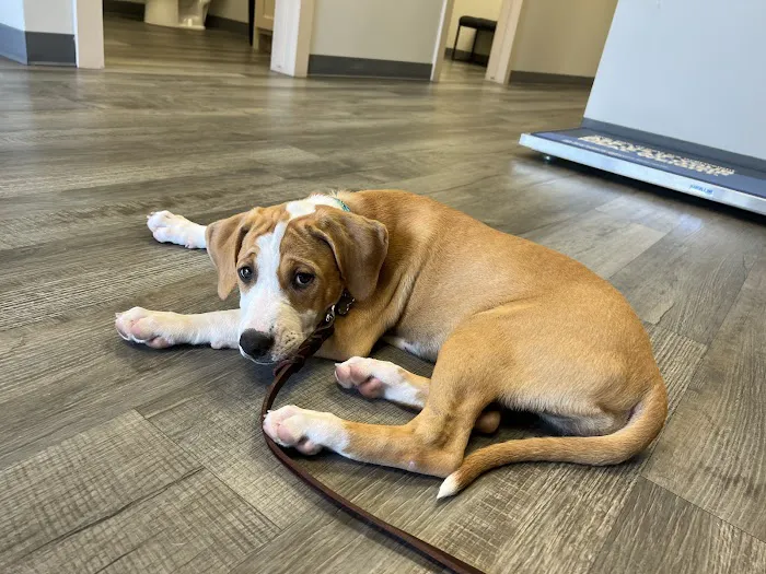 Good Shepherd Veterinary Hospital - Jenks Picture 6