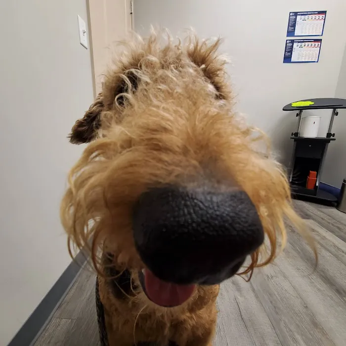 Good Shepherd Veterinary Hospital - Jenks Picture 8