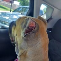 Danner Veterinary Hospital ico