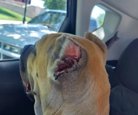 Danner Veterinary Hospital