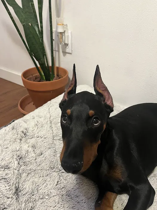 Danner Veterinary Hospital Picture 3