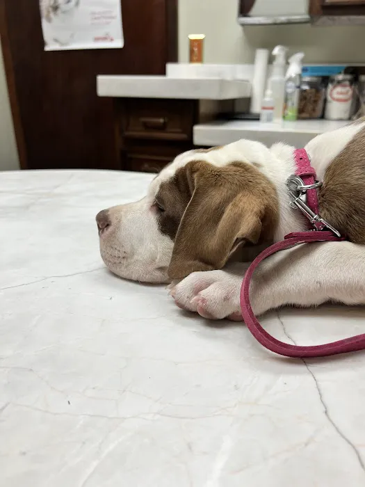 Danner Veterinary Hospital Picture 7