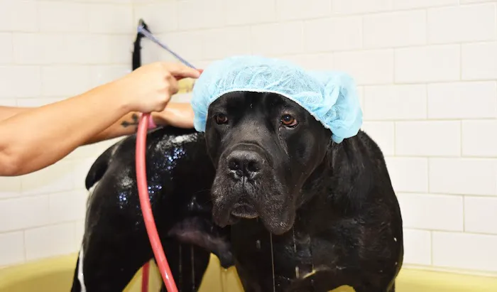 Danner Veterinary Hospital Picture 6