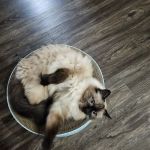 Jenks Veterinary Hospital