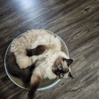 Jenks Veterinary Hospital ico