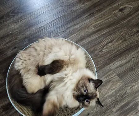 Jenks Veterinary Hospital