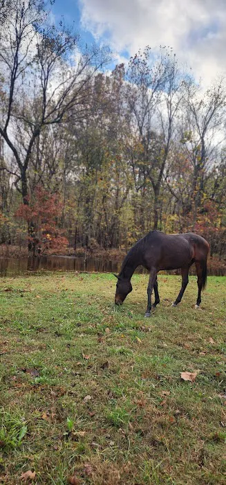 Mobile Horse Doc: Erica Wallace, DVM Picture 2