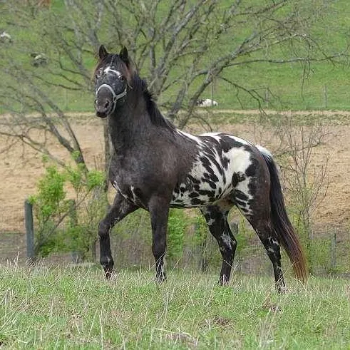 Mobile Horse Doc: Erica Wallace, DVM Picture 4