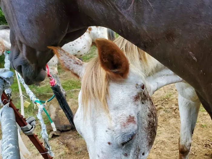 Pine Ridge Equine Hospital Picture 2