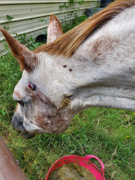 Pine Ridge Equine Hospital Picture 6