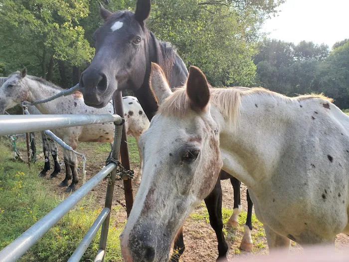 Pine Ridge Equine Hospital Picture 5