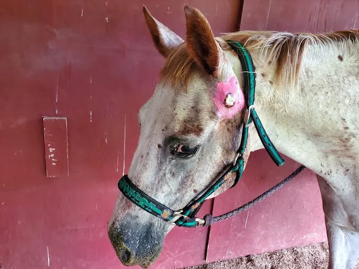 Pine Ridge Equine Hospital Picture 3
